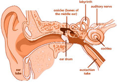 auditory nerve definition psychology